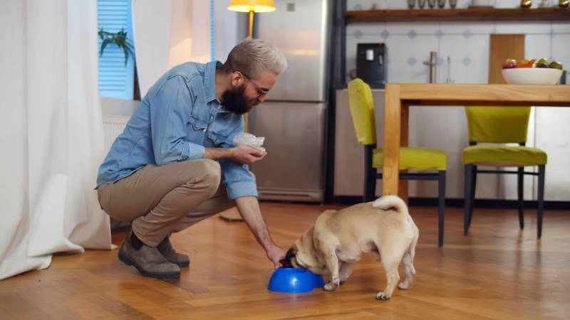 Bond with your pets to make them feel loved, and let them chase, munch, and play with these DIY dog toy