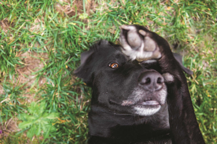 The post Pancreatitis in Dogs by Arden Moore appeared first on Dogster